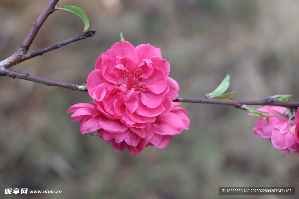 桃花