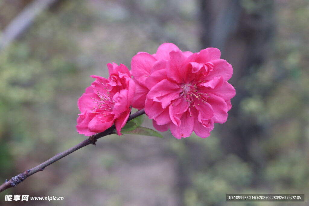 桃花