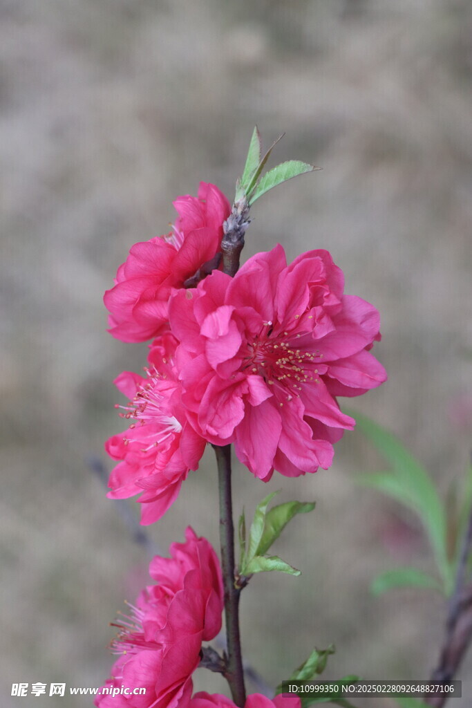 桃花