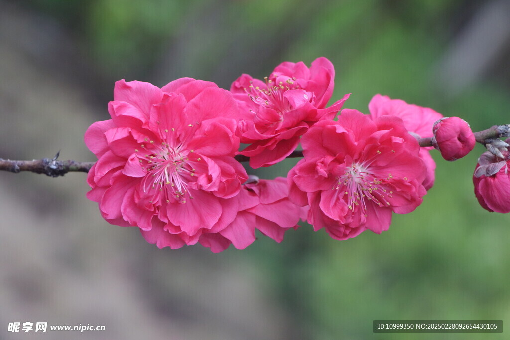 桃花枝