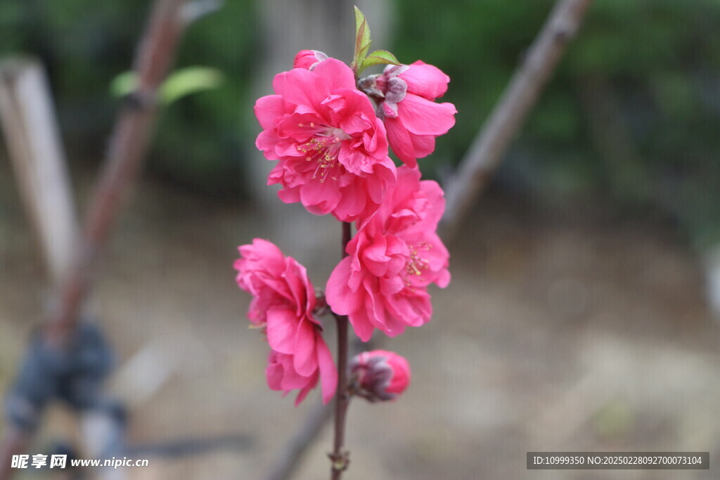 桃花