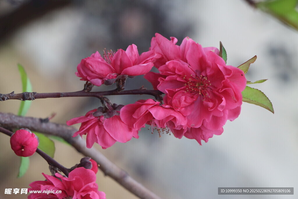 桃花