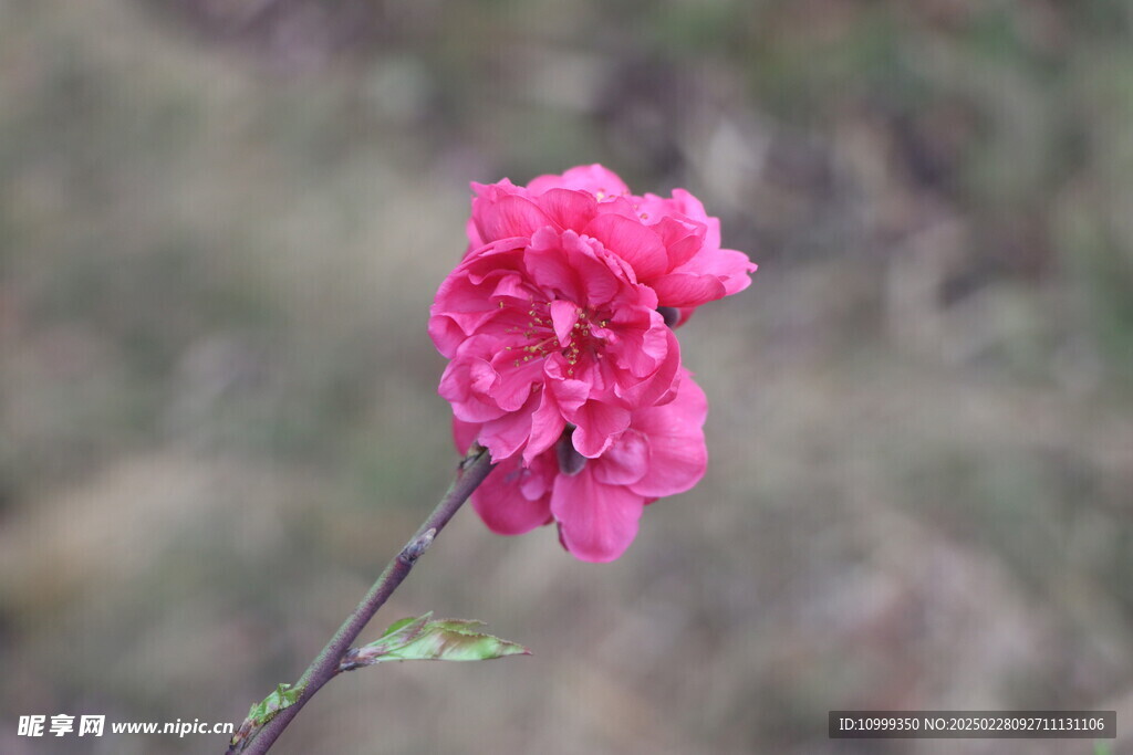 桃花