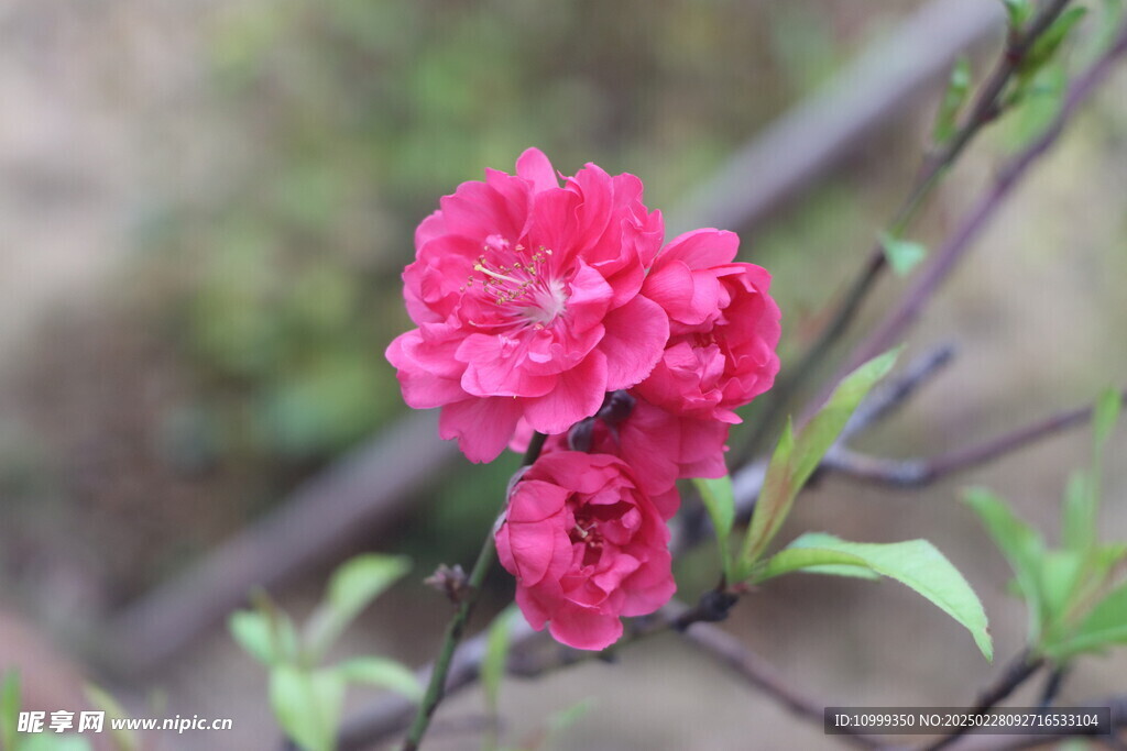 桃花