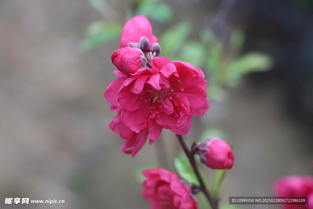 桃花