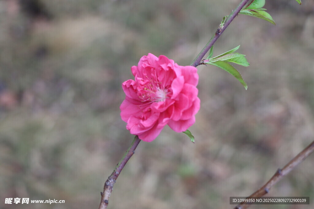 桃花