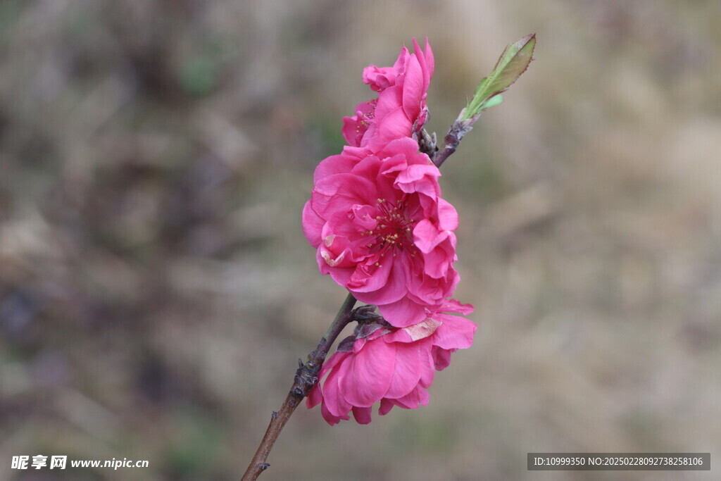 桃花