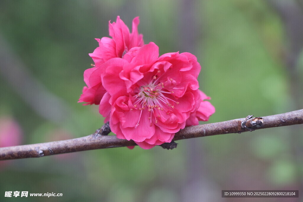 桃花