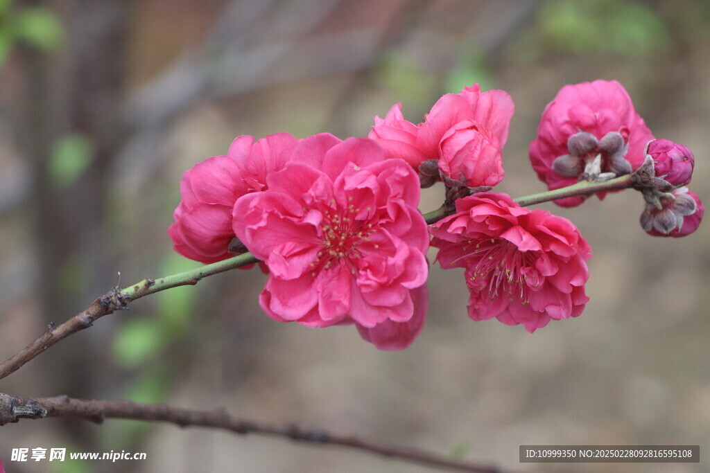 桃花