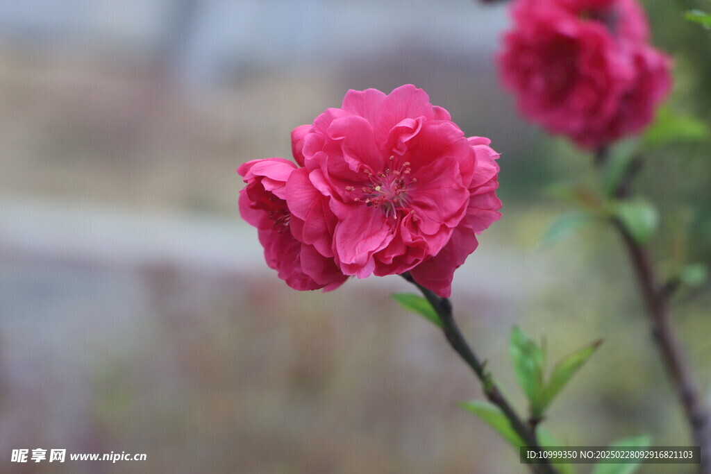 桃花