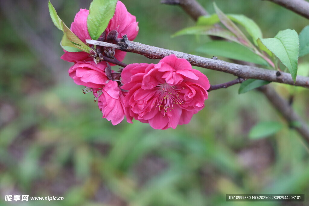 桃花