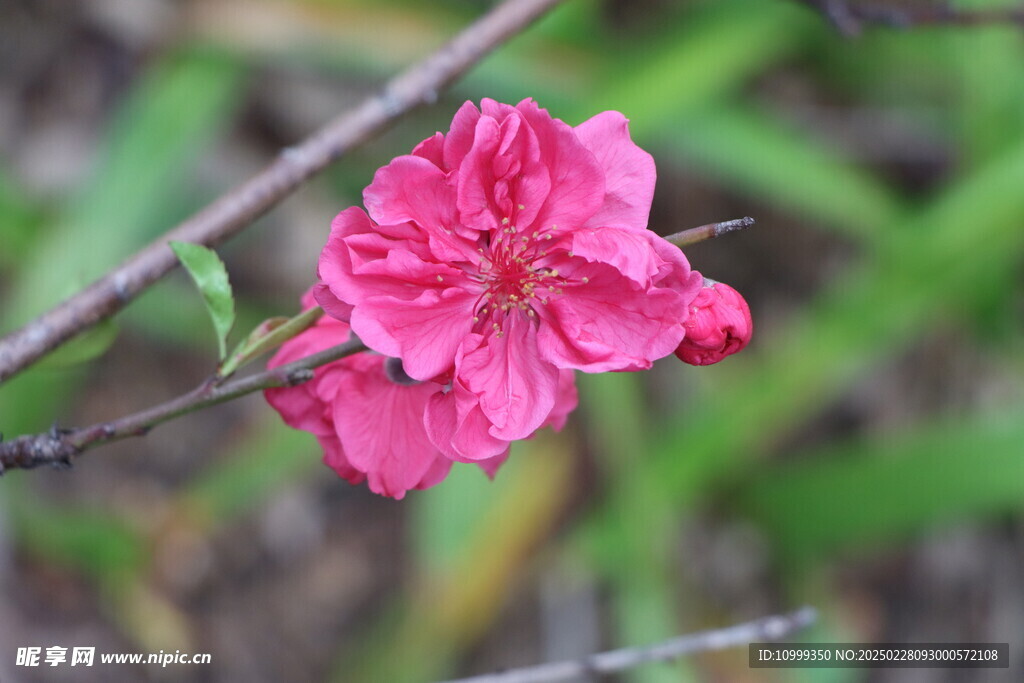 桃花