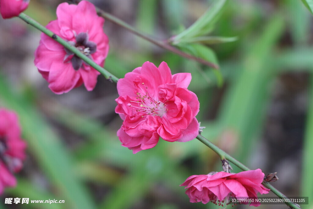 桃花