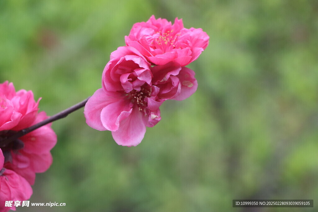 桃花
