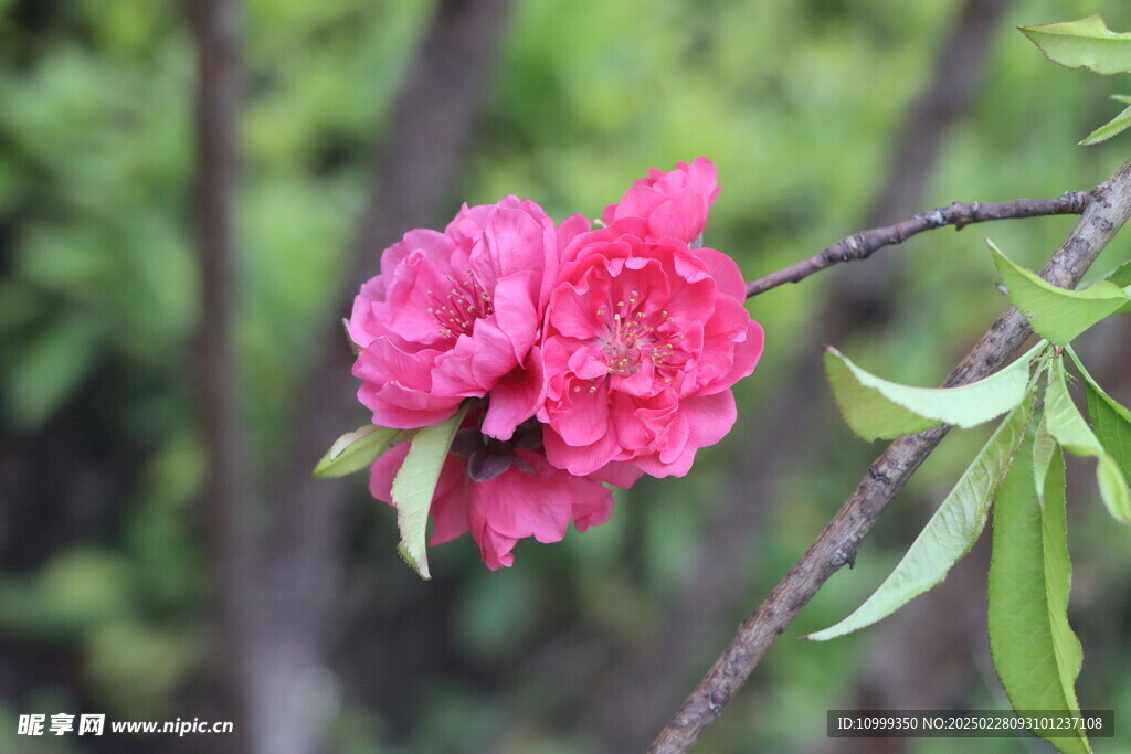 桃花