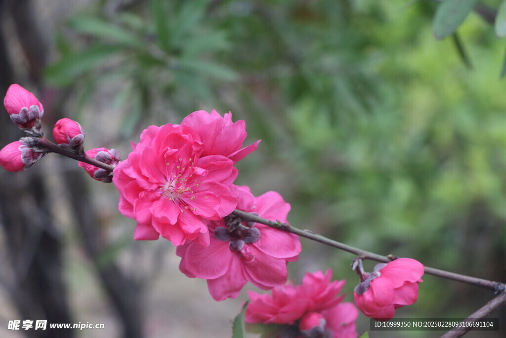 桃花