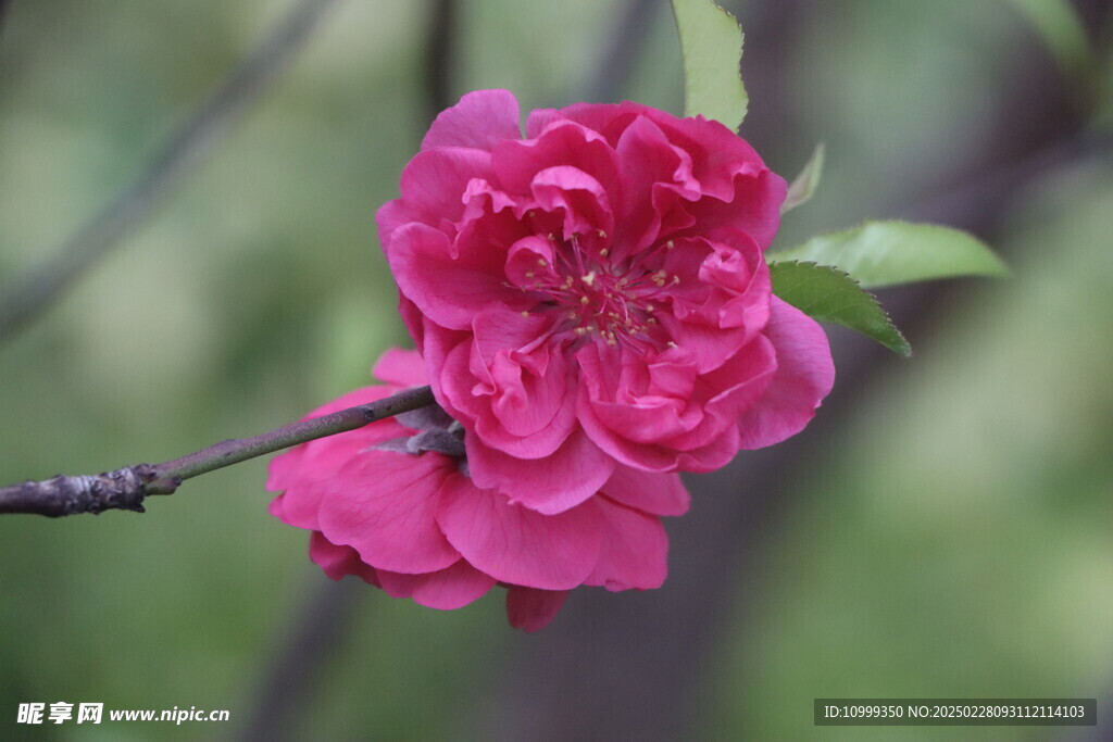 桃花
