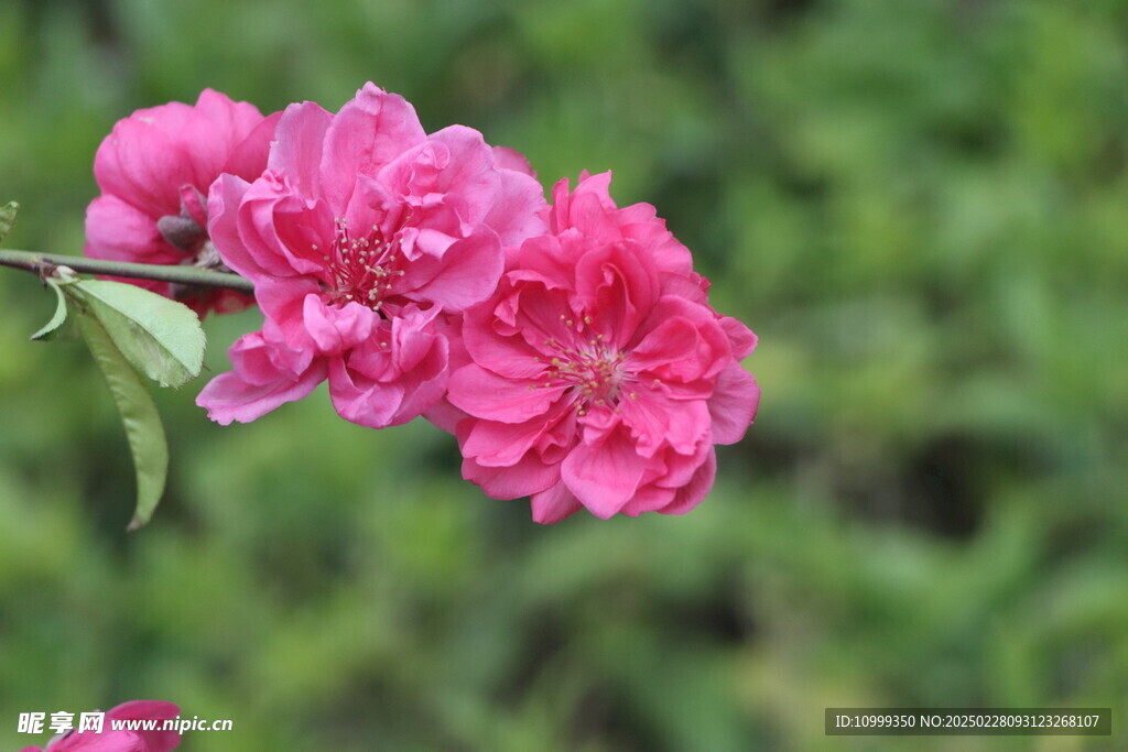 桃花