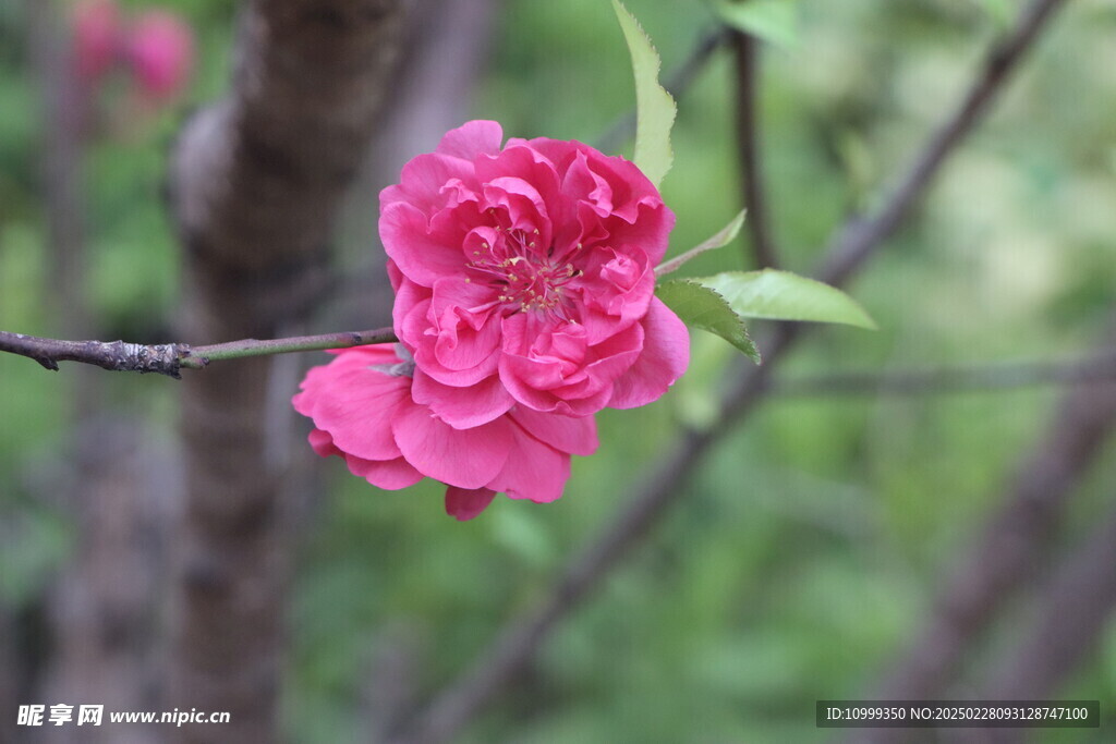 桃花