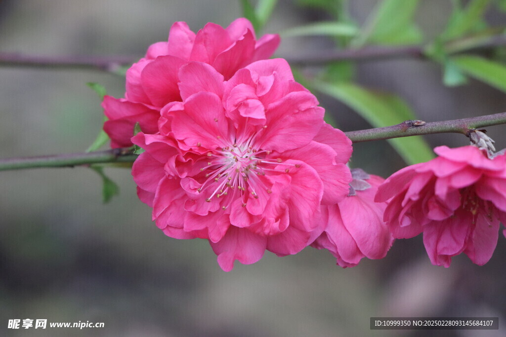 桃花