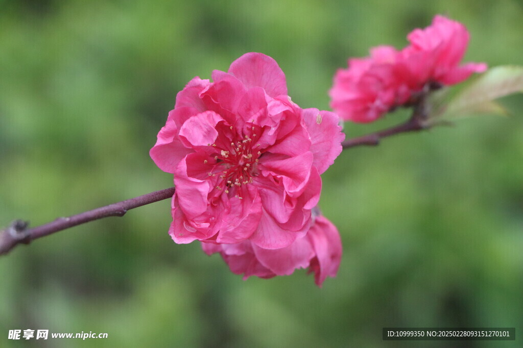 桃花