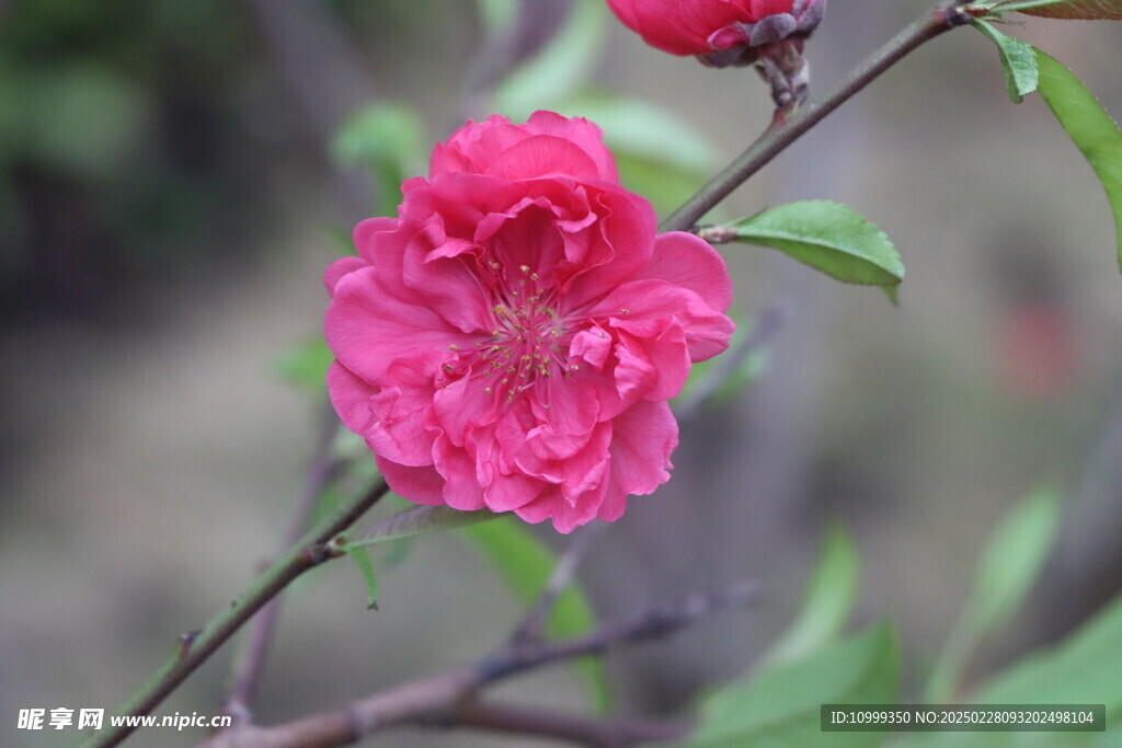 桃花