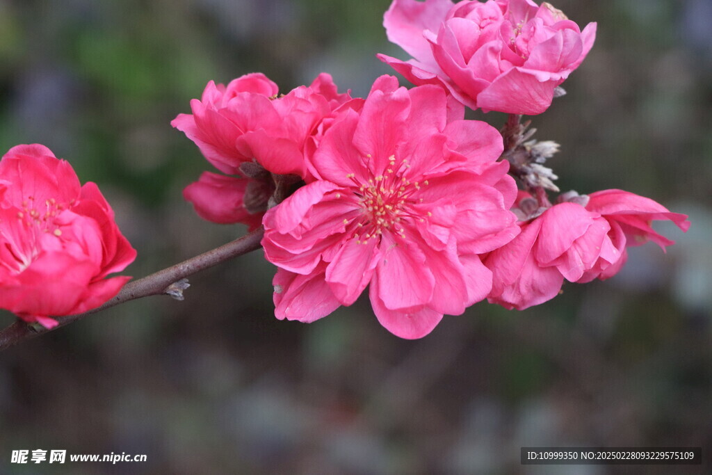 桃花