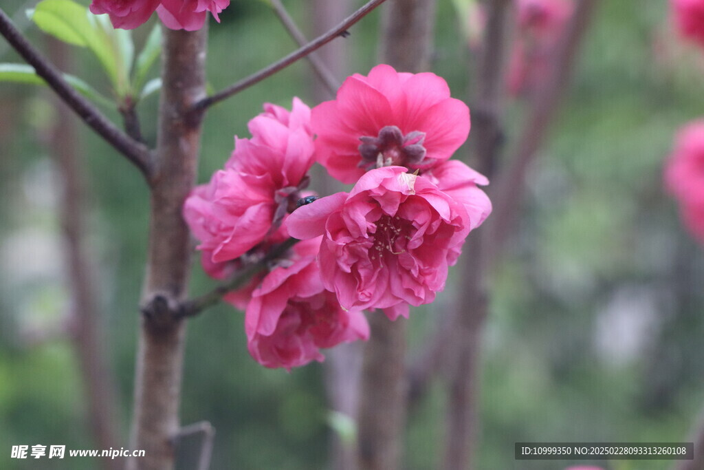 桃花