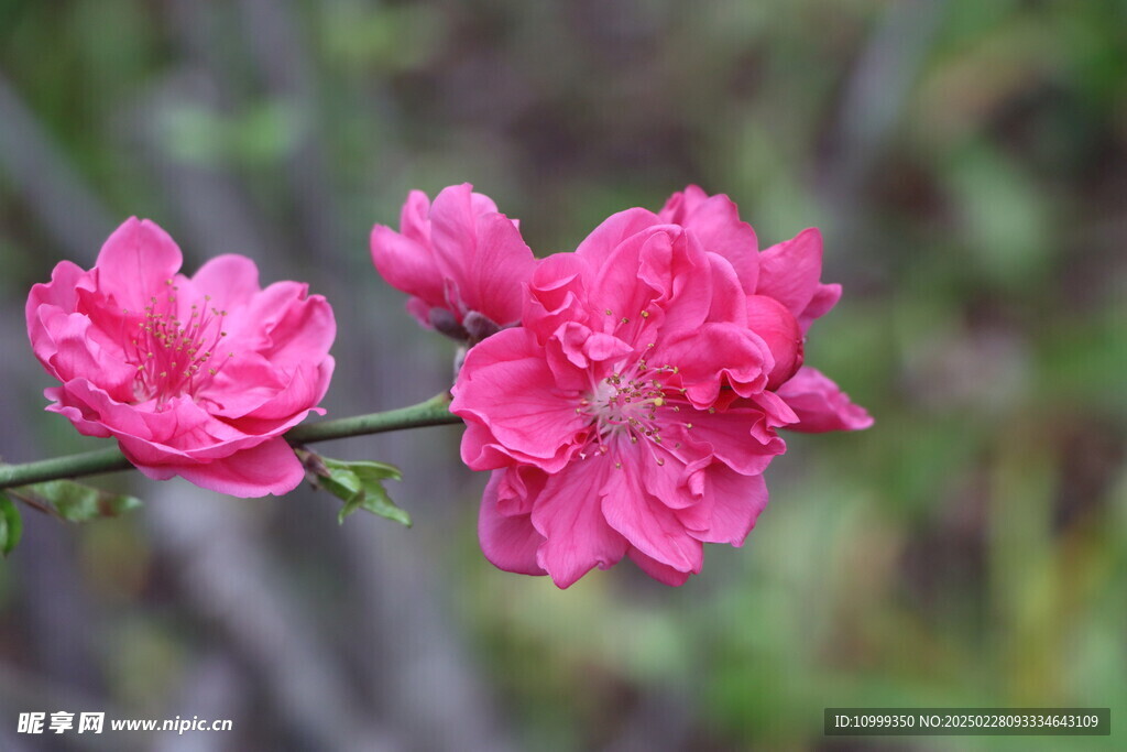 桃花