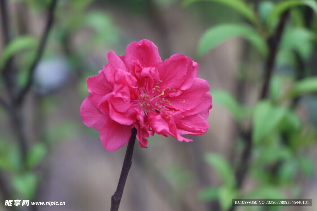 桃花
