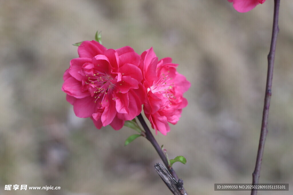 桃花