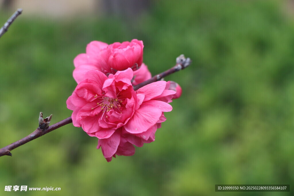 桃花