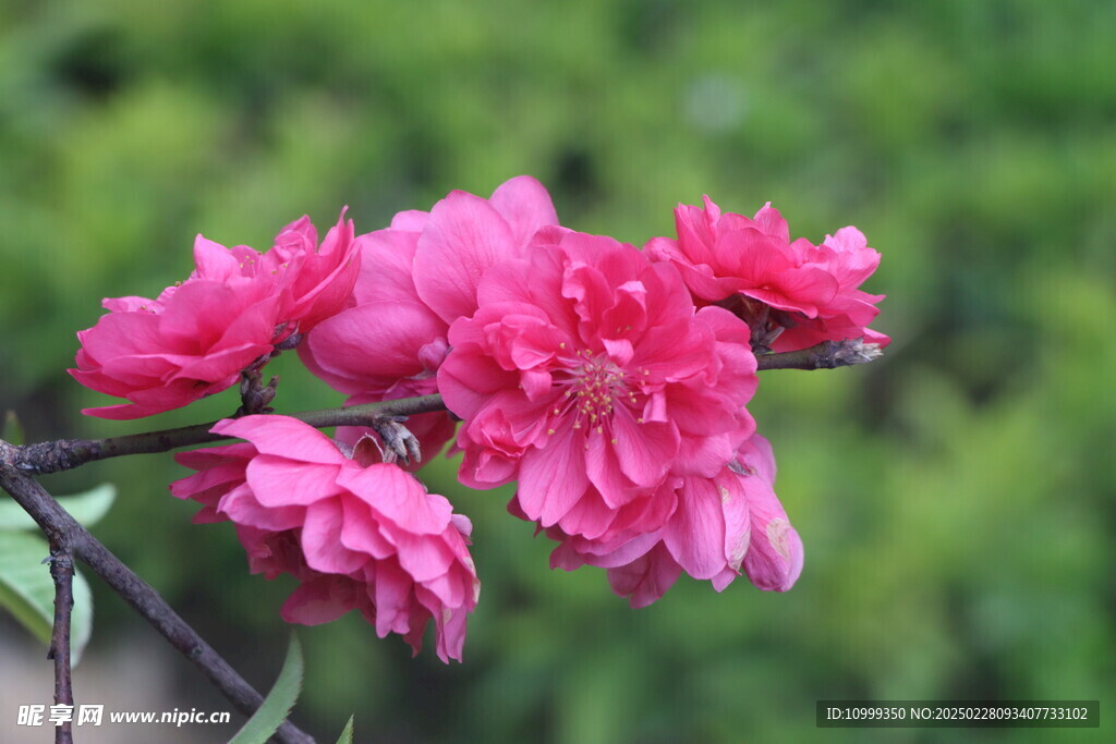 桃花盛开