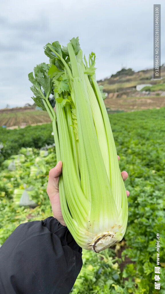 芹菜西芹
