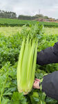 西芹