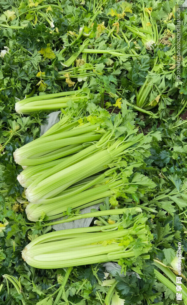 芹菜西芹