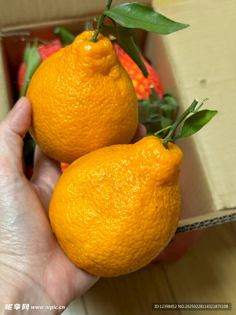 不知火丑橘