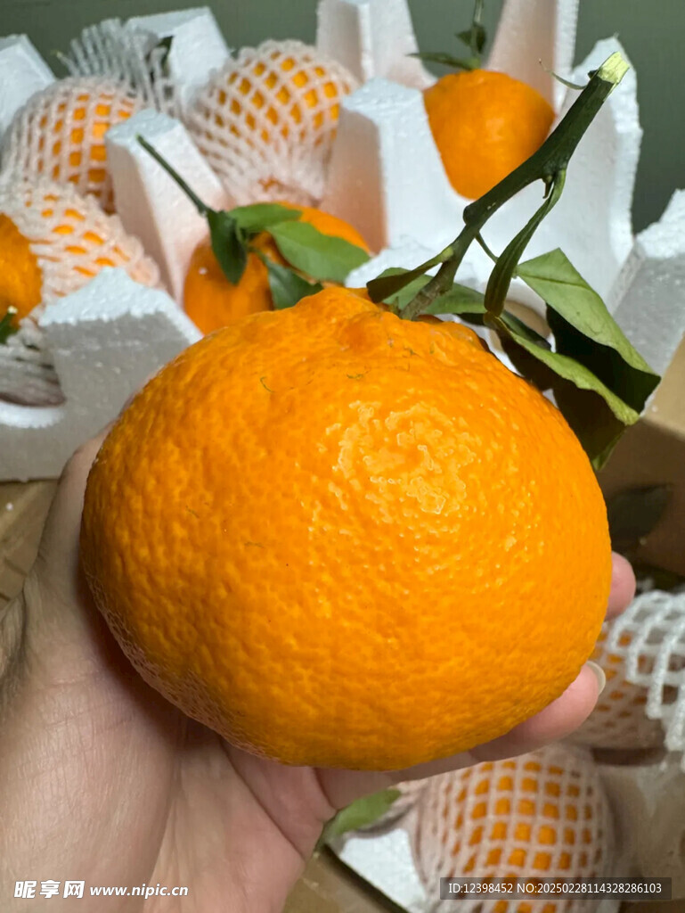 不知火丑橘