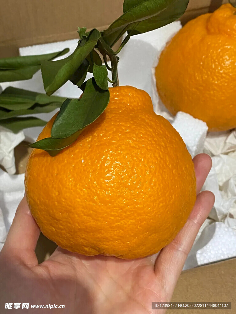 不知火丑橘