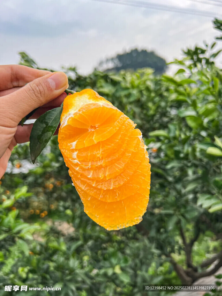 不知火丑橘