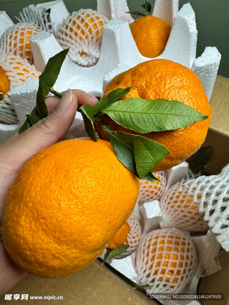不知火丑橘