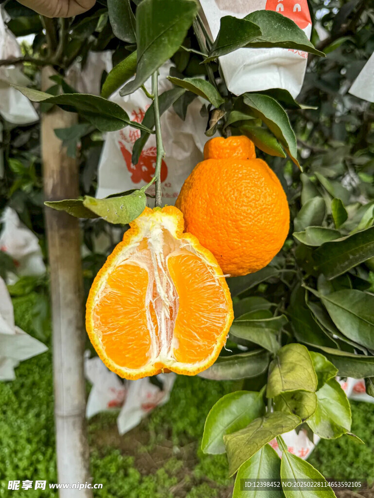 不知火丑橘