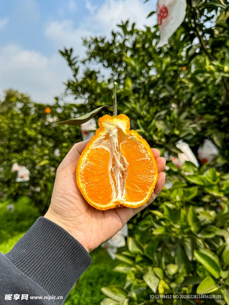 不知火丑橘