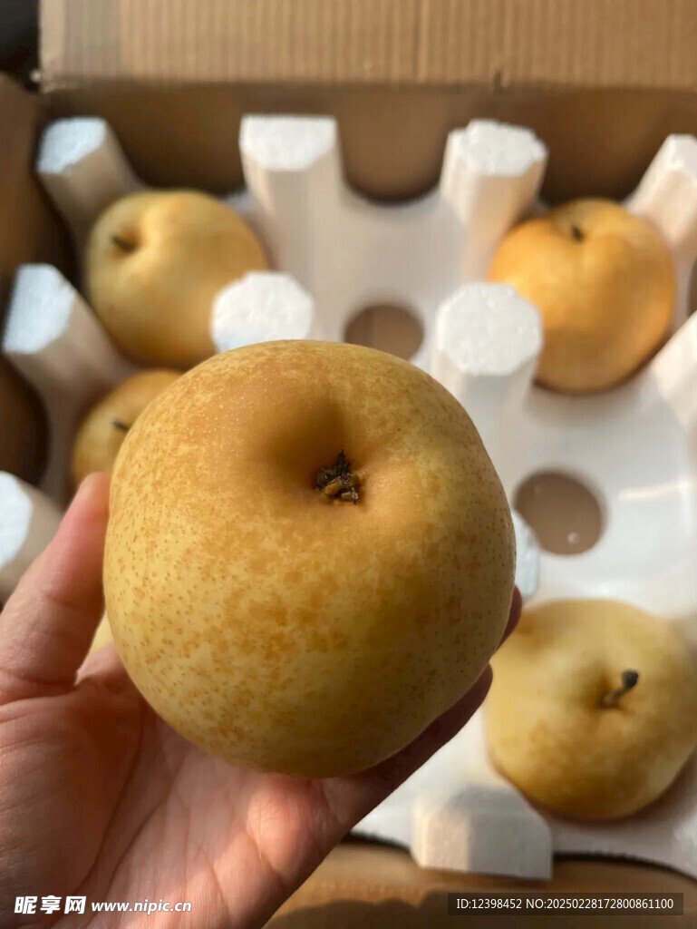 梨子