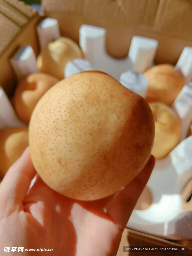 梨子