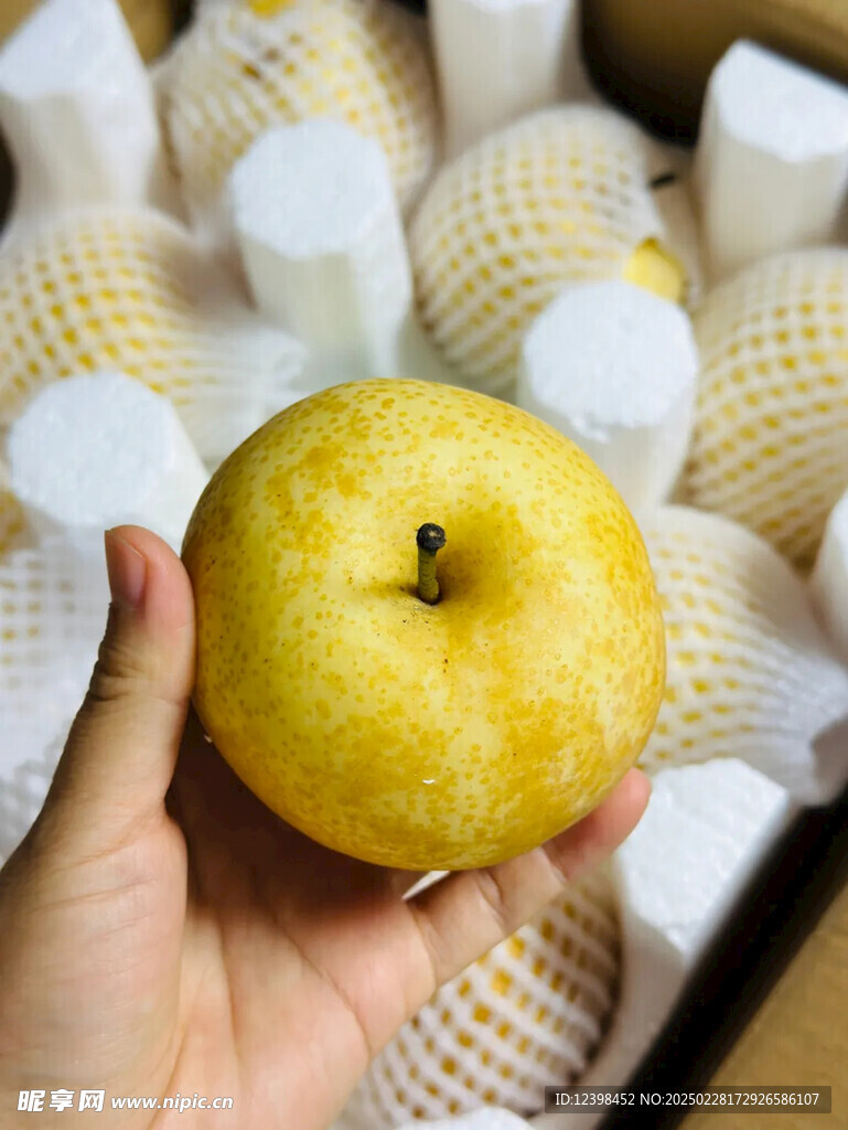 梨子
