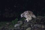 猫头鹰