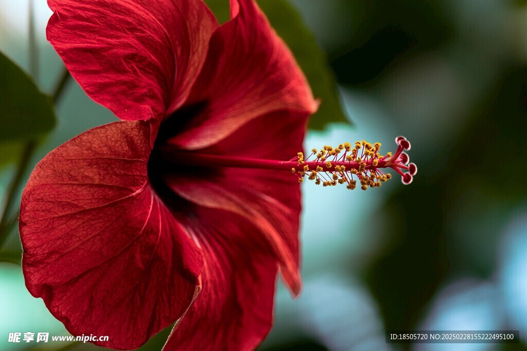 芙蓉花