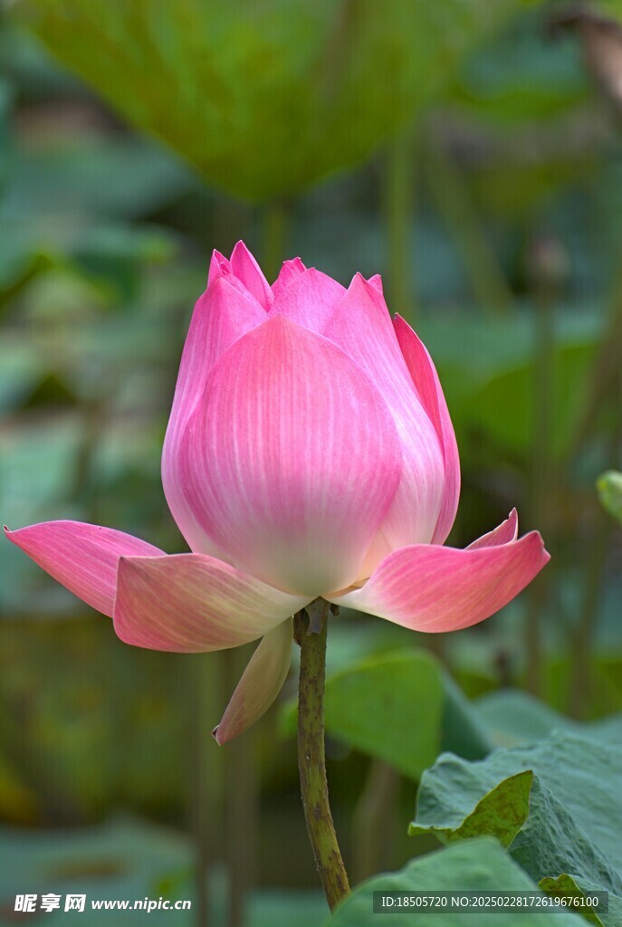 莲花