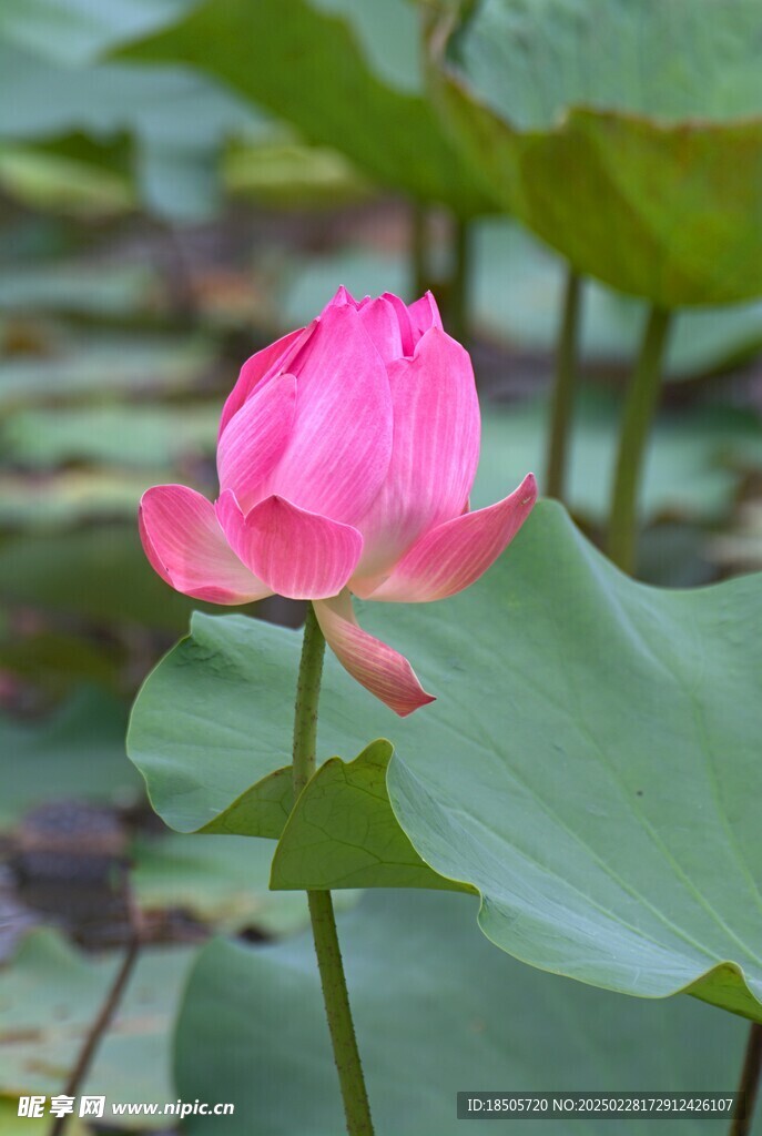 莲花